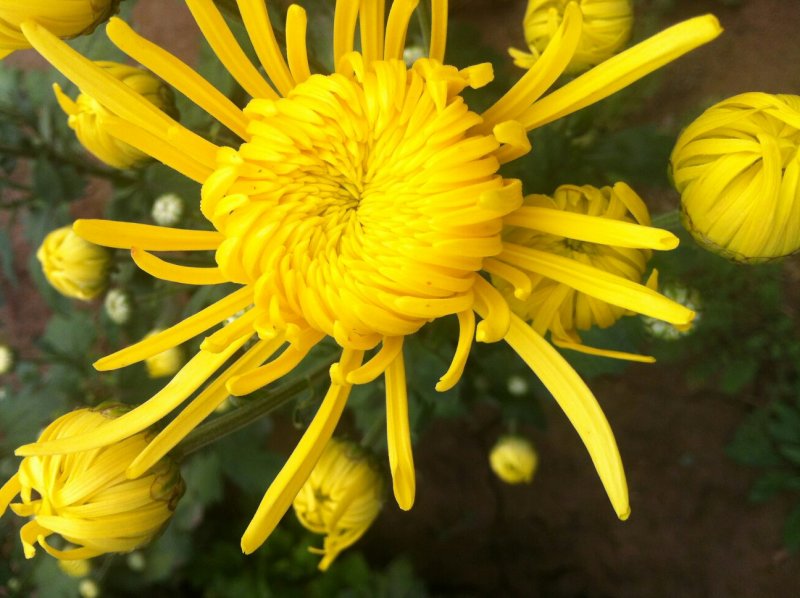 金丝皇菊