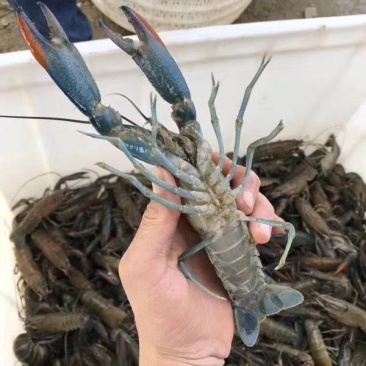 奥龙