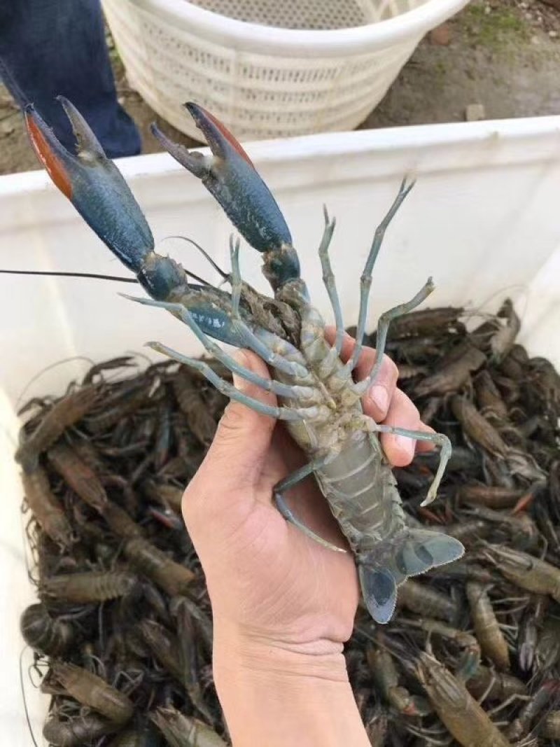 奥龙