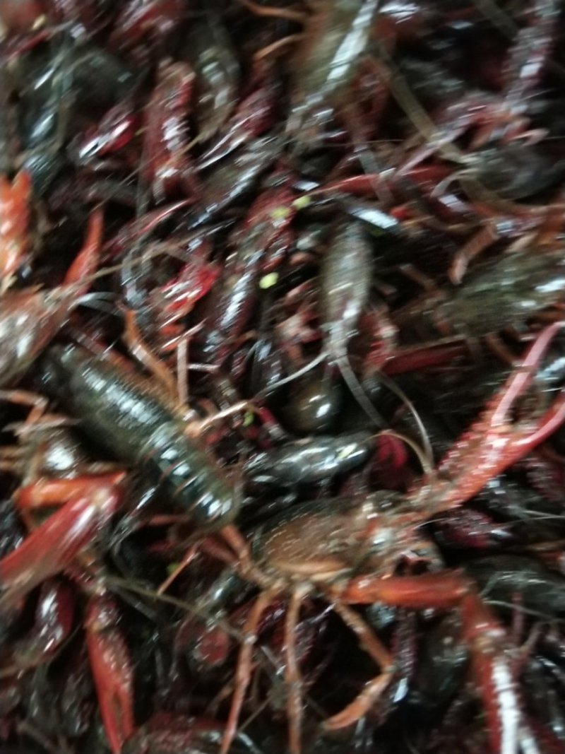奥龙