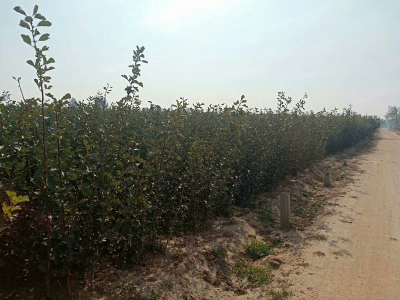 自家苗圃种植山渣苗品种齐全