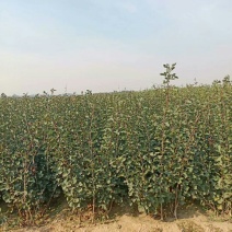 自家苗圃种植山渣苗品种齐全