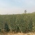 自家苗圃种植山渣苗品种齐全