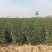 自家苗圃种植山渣苗品种齐全