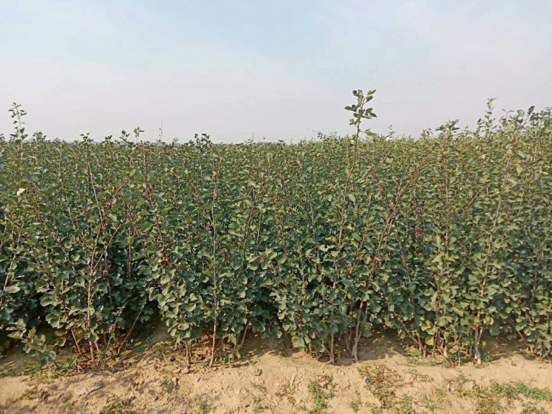 自家苗圃种植山渣苗品种齐全