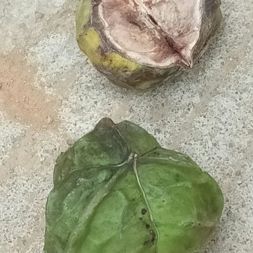 桐果，桐籽，桐油