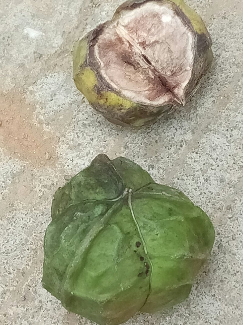 桐果，桐籽，桐油