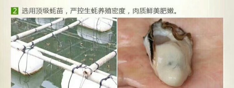 海蛎子