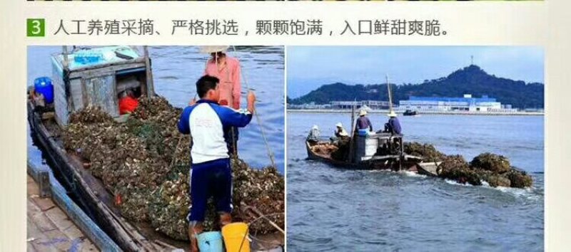 海蛎子