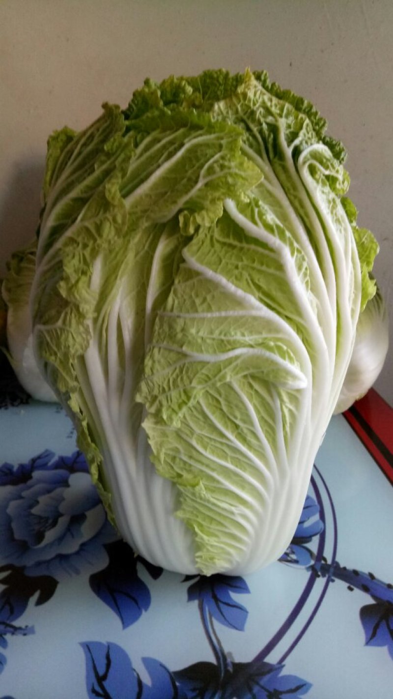 白菜