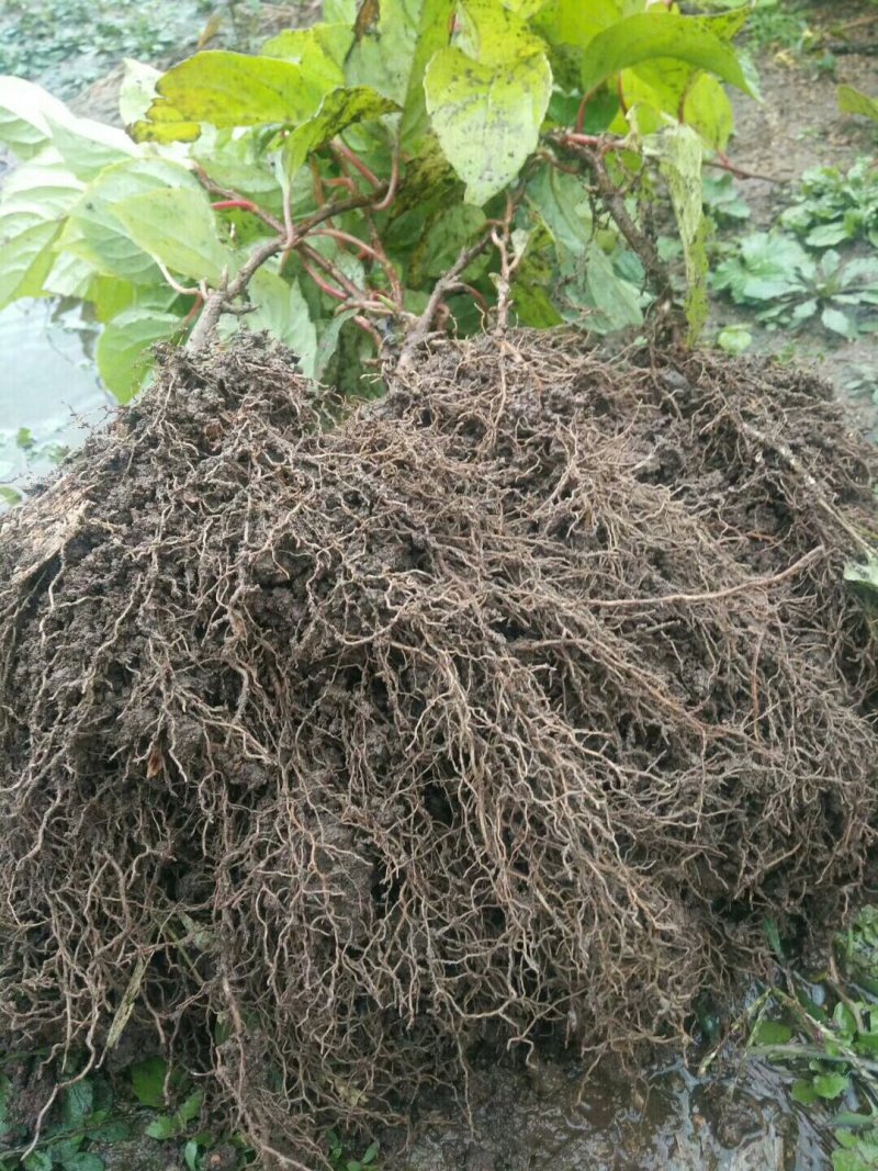 批发二年北五味子苗！成活率高！产量高！结果早！大串大颗粒