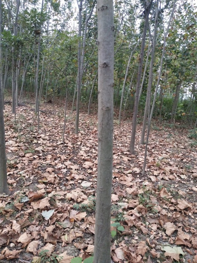 黄山栾树