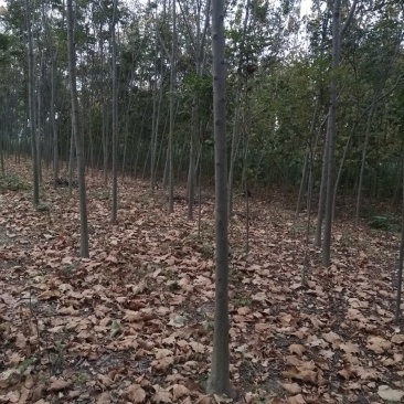 黄山栾树