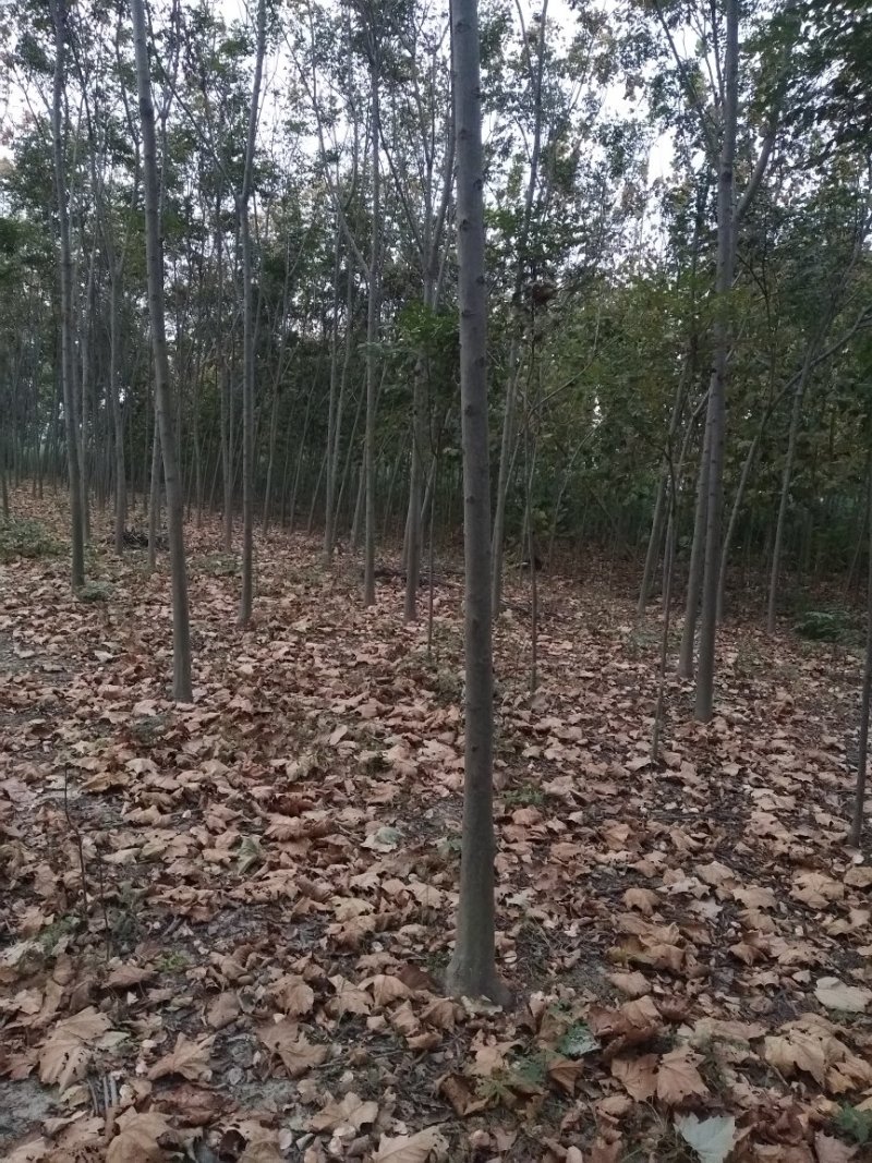黄山栾树