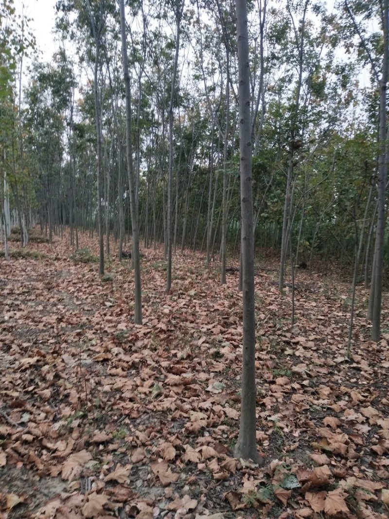 黄山栾树