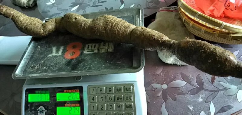 海南野生牛大力