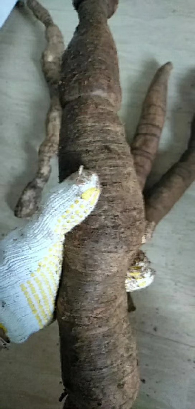 海南野生牛大力