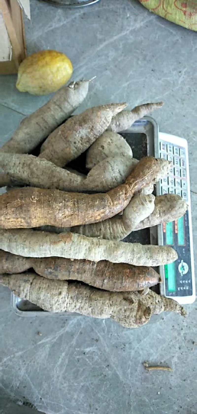 海南野生牛大力