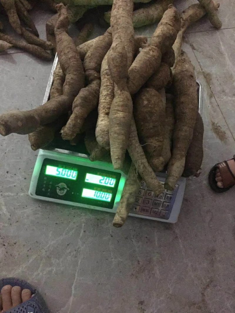 海南野生牛大力