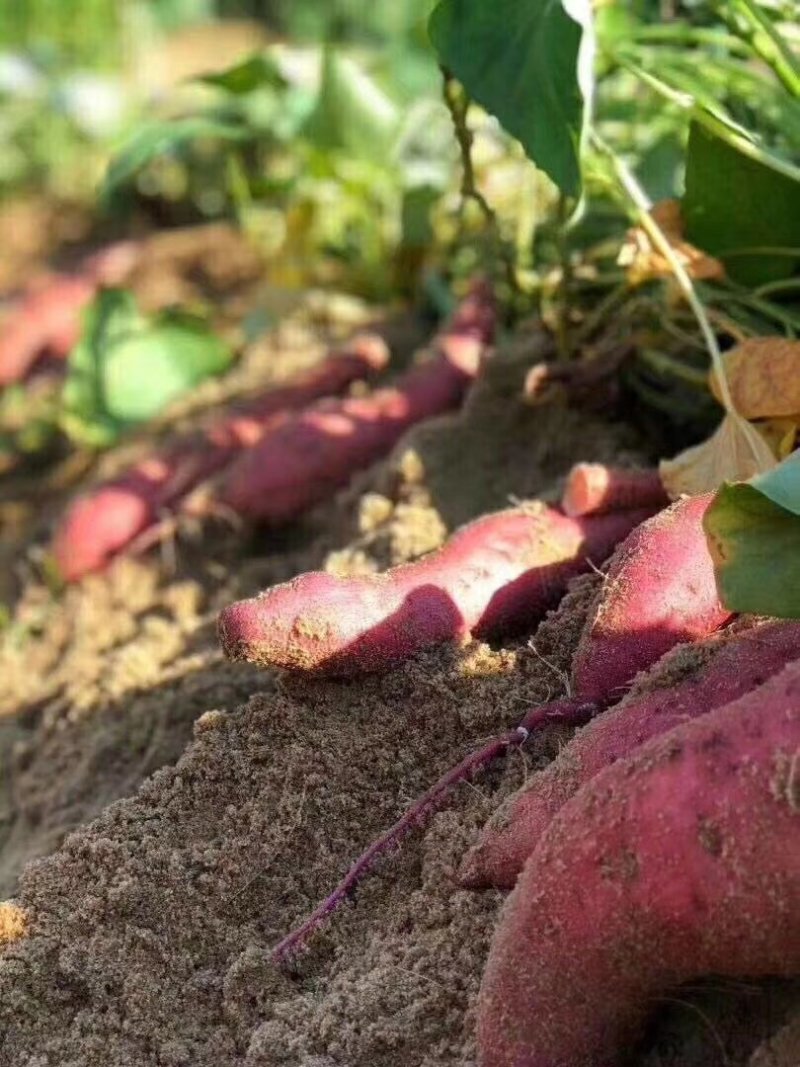 六鳌蜜薯沙地红蜜薯香甜粉糯整车批发超市落地配