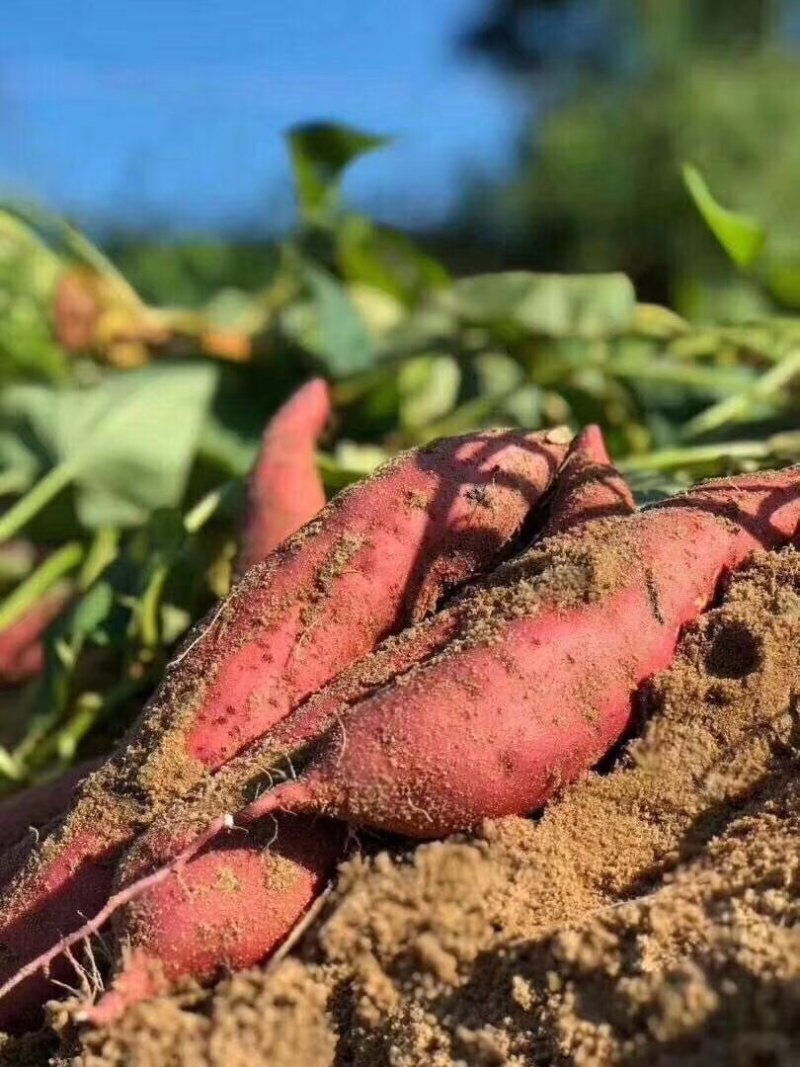 六鳌蜜薯沙地红蜜薯香甜粉糯整车批发超市落地配