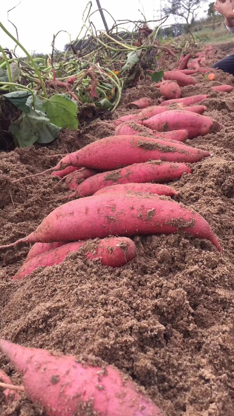 六鳌蜜薯沙地红蜜薯香甜粉糯整车批发超市落地配