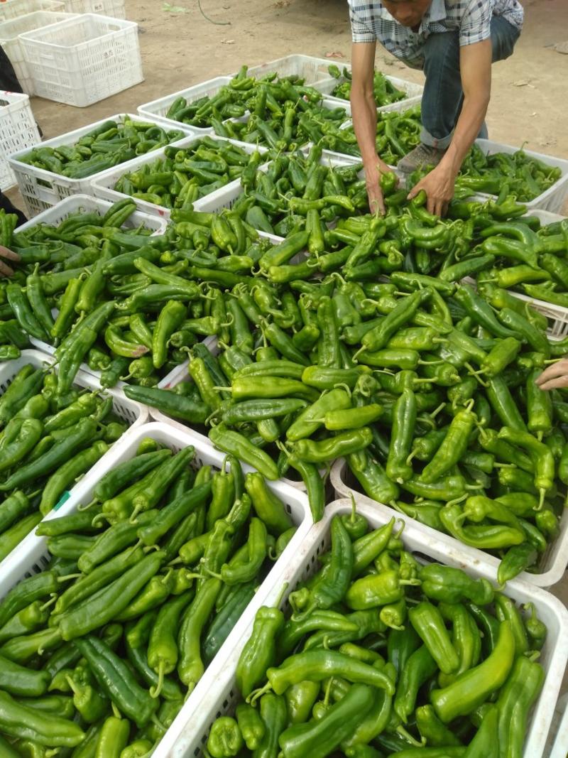 大青椒，线椒，芜湖椒。沈丘县万亩辣椒种植基地，长年供应。