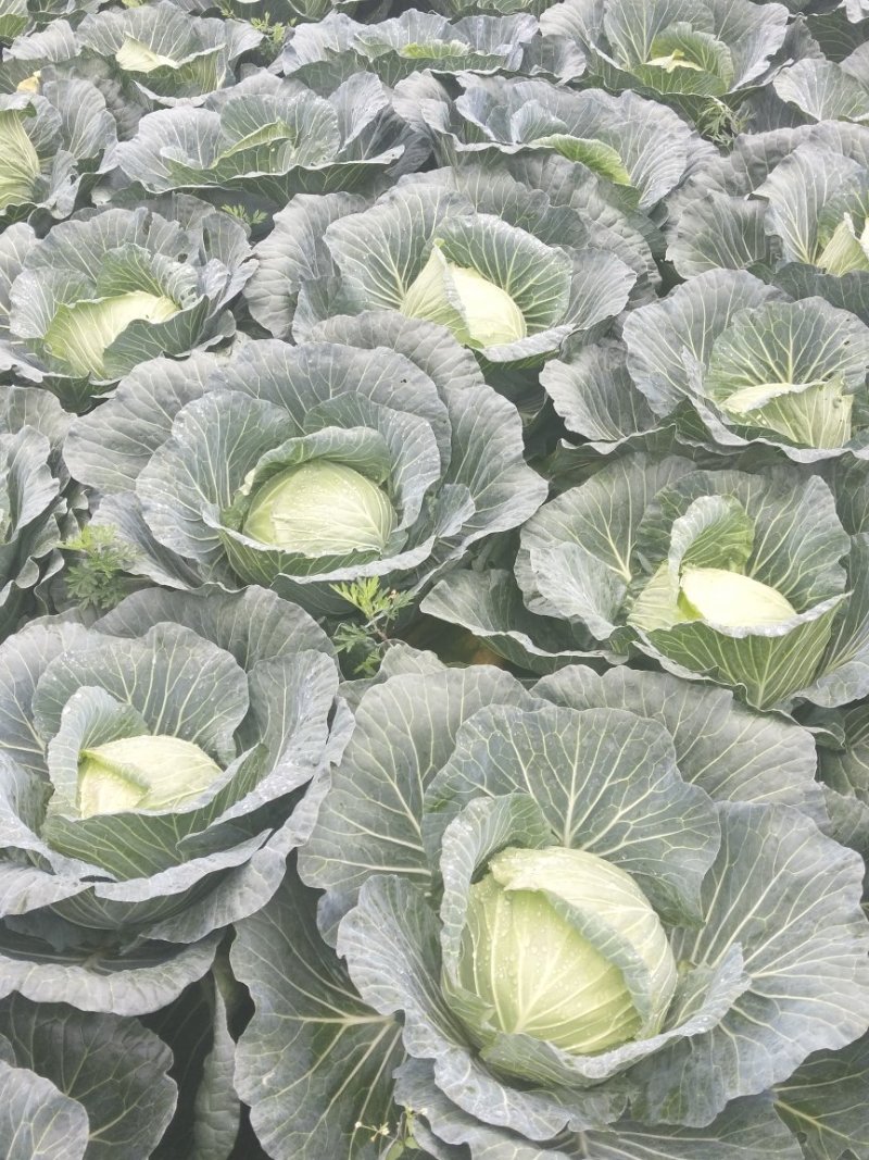 连花白