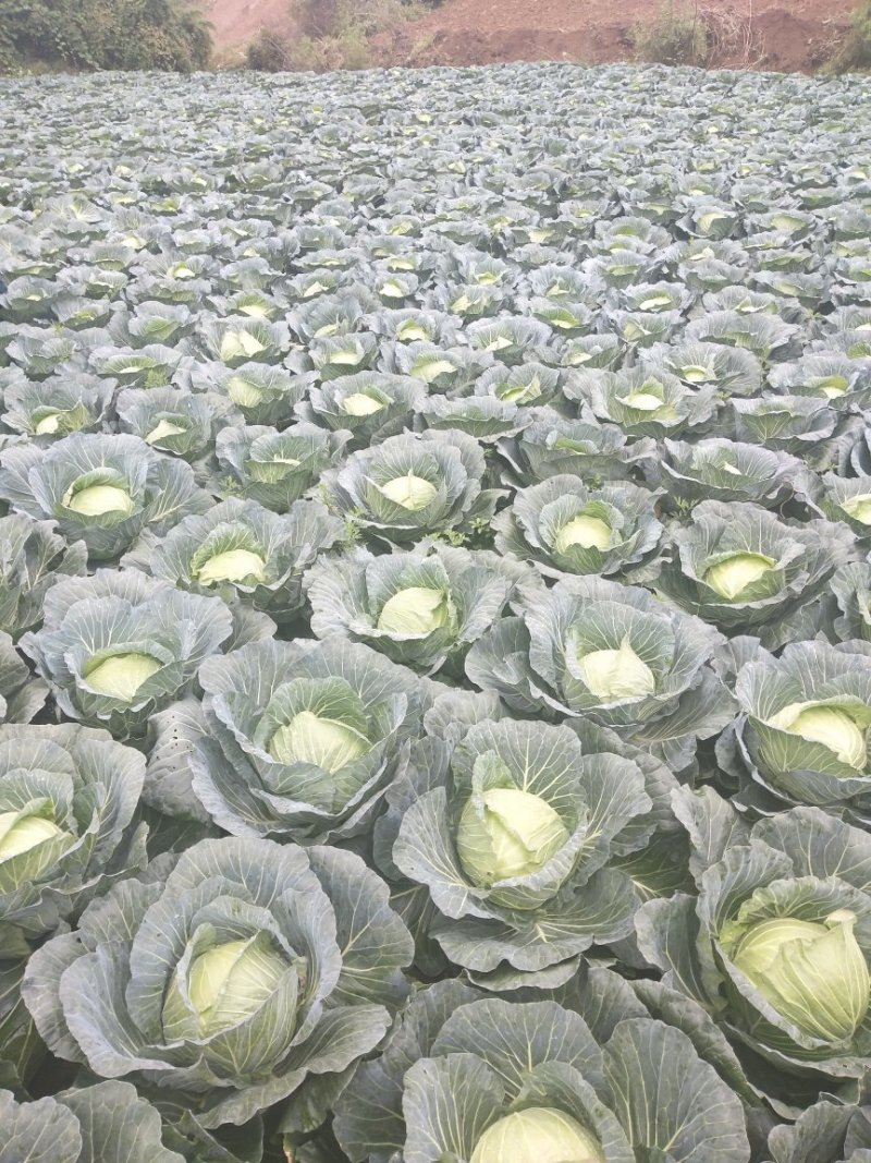 连花白