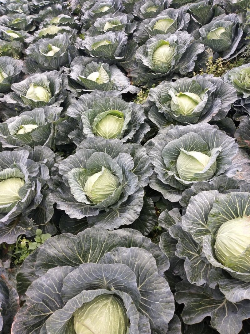 连花白