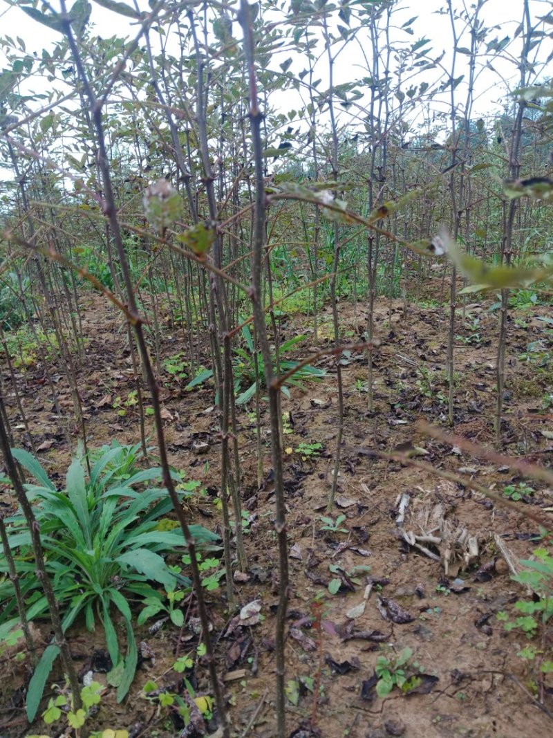 大红袍，九叶青花椒苗，藤椒苗，现挖现发，保湿发货。