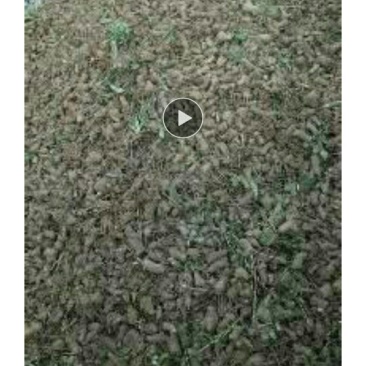 白术芽