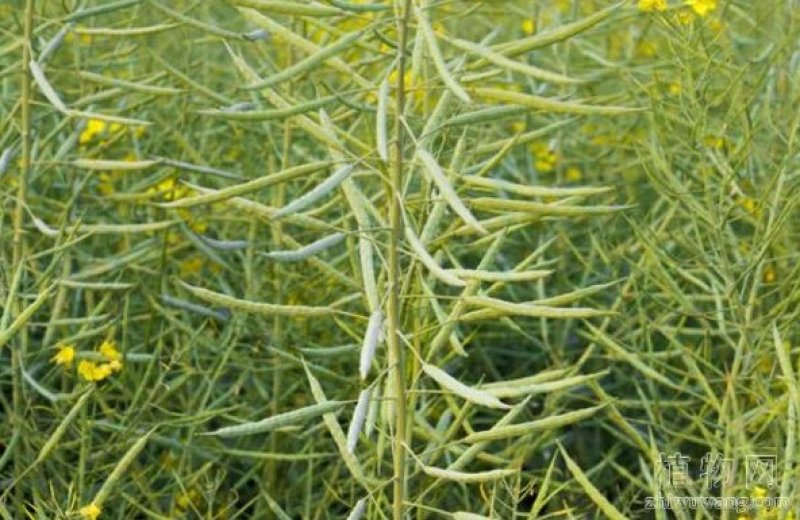 进口油菜籽