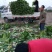 秋黄白菜7斤以上毛菜