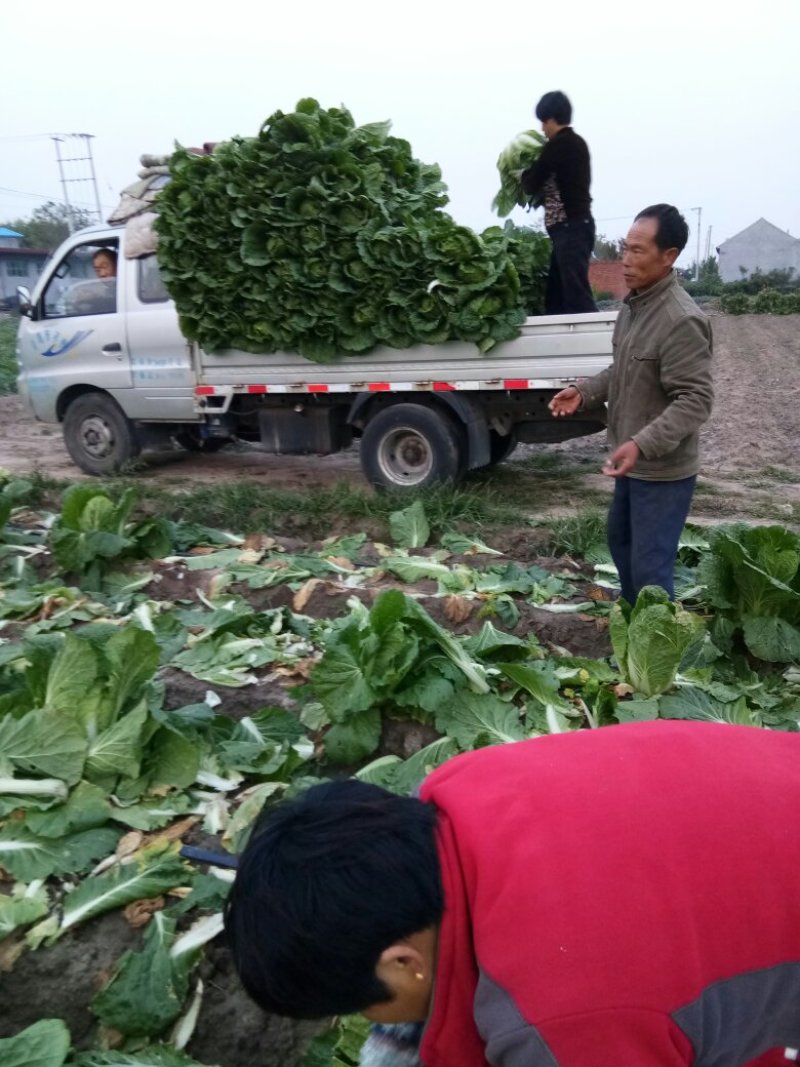 秋黄白菜7斤以上毛菜