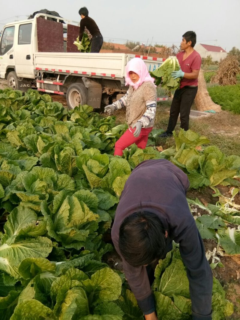 秋黄白菜7斤以上毛菜