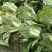 秋黄白菜7斤以上毛菜