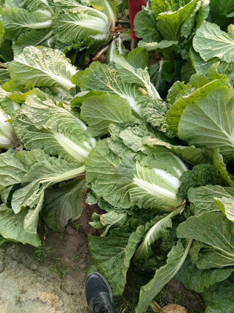 秋黄白菜7斤以上毛菜