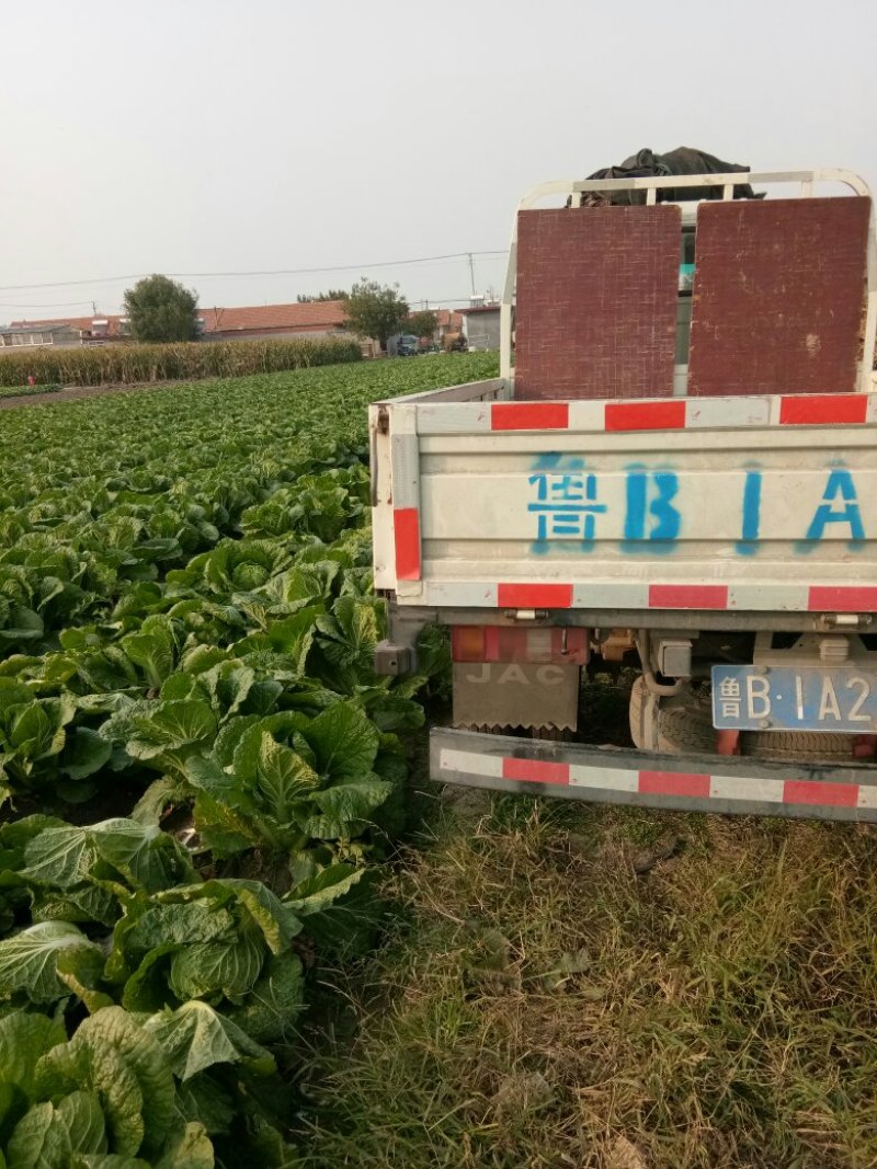秋黄白菜7斤以上毛菜