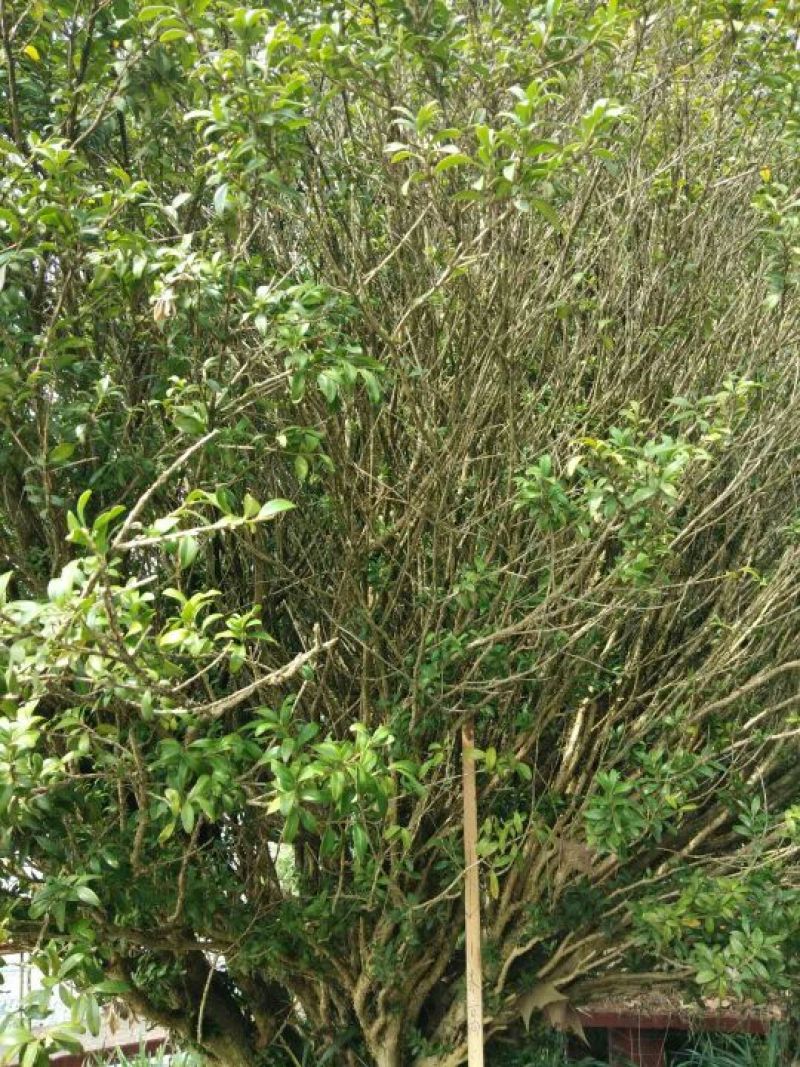 黄杨盆景不含盆150cm以上