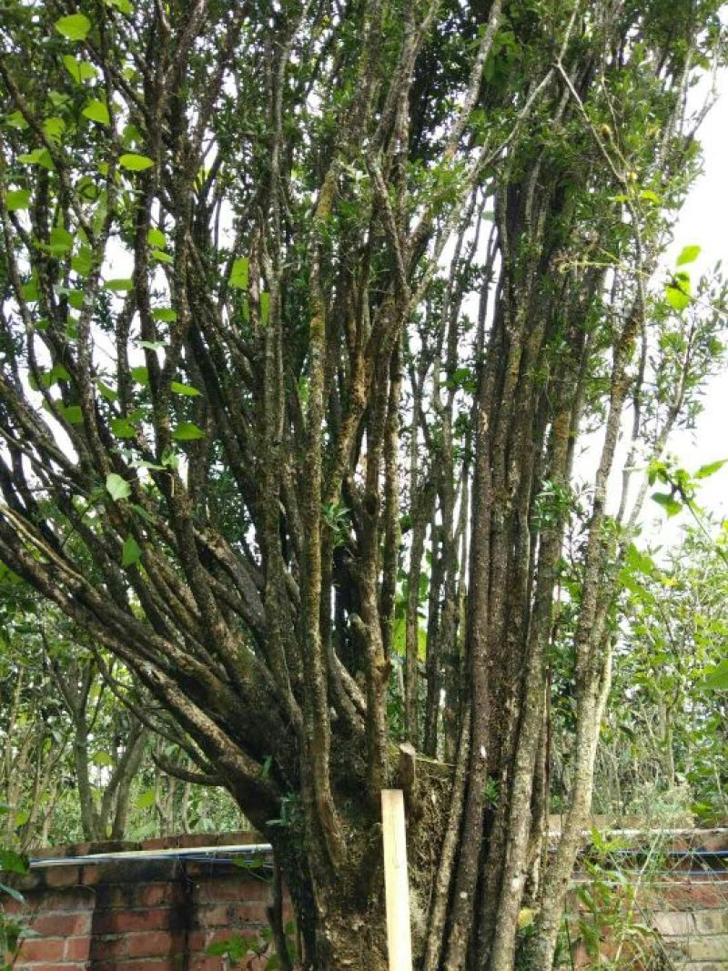 黄杨盆景不含盆150cm以上