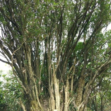 黄杨盆景不含盆150cm以上