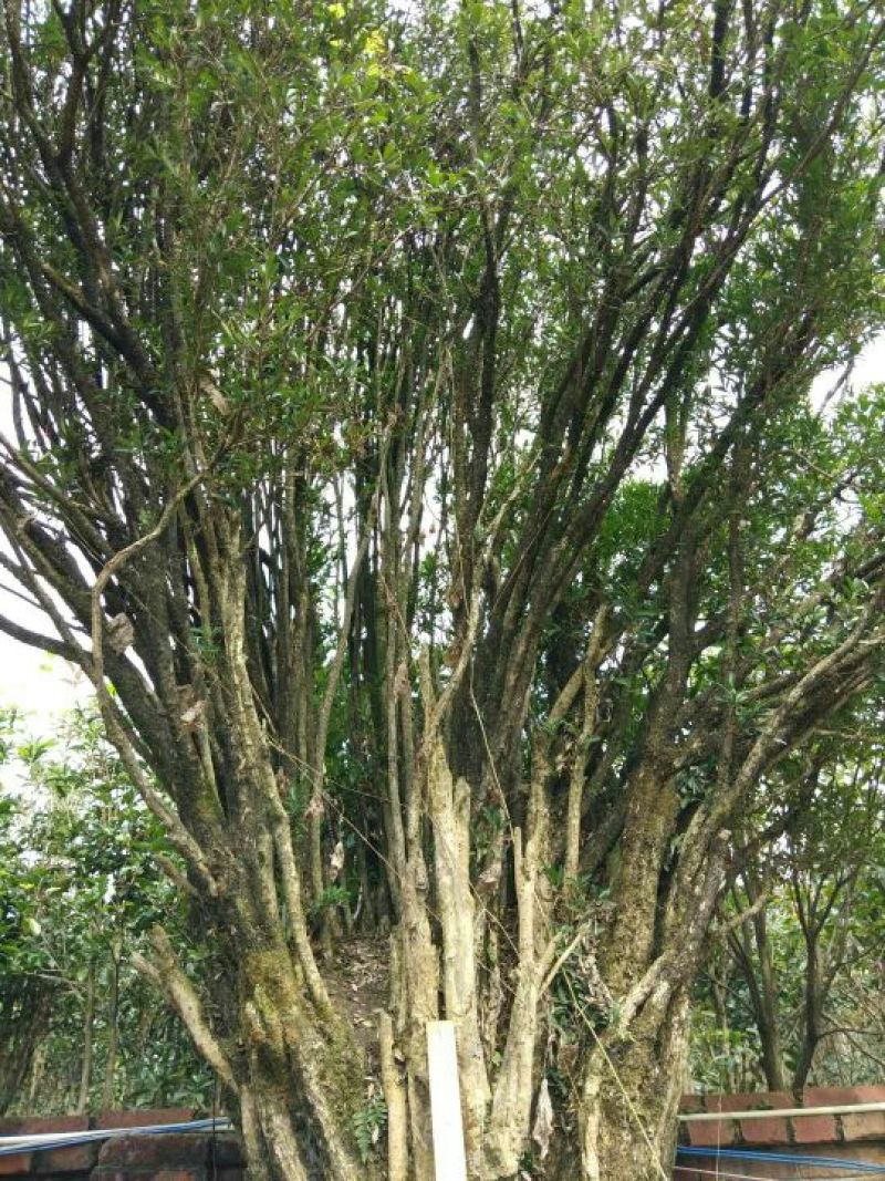 黄杨盆景不含盆150cm以上