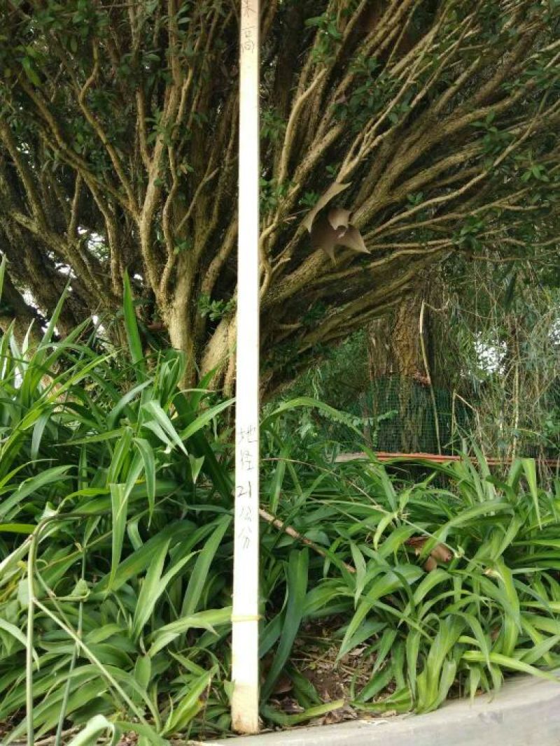 黄杨盆景不含盆150cm以上