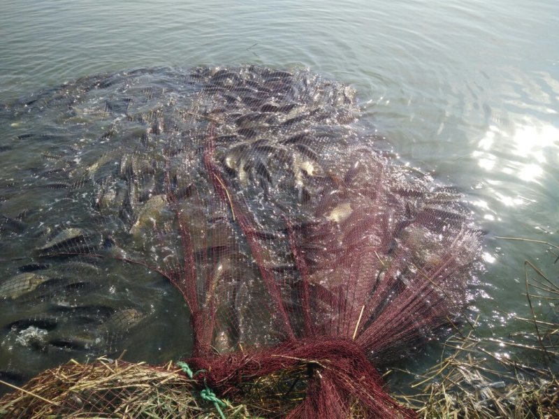 黄金鲫