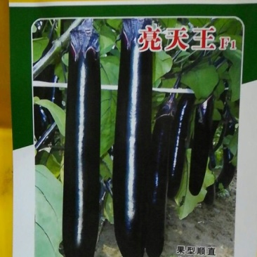 优质杂交长茄种子黑长茄种子茄子种子墨茄种子亮度高