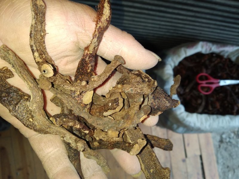 贵州根茎类中药材骨碎补干货无硫高含量爬岩姜生货野生毛姜