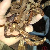 贵州根茎类中药材骨碎补干货无硫高含量爬岩姜生货野生毛姜