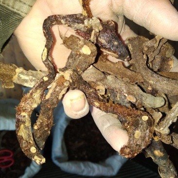 贵州根茎类中药材骨碎补干货无硫高含量爬岩姜生货野生毛姜