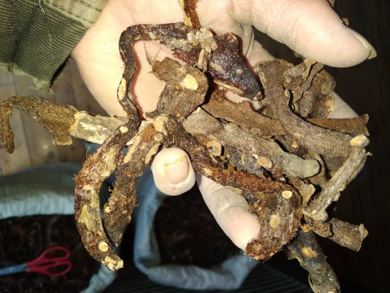 贵州根茎类中药材骨碎补干货无硫高含量爬岩姜生货野生毛姜
